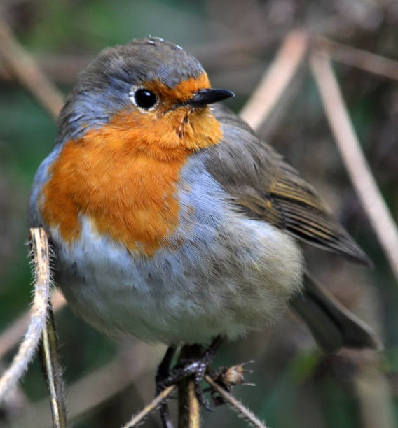 istock Robin bird family flycatchers 1406554609