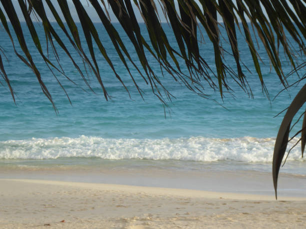 istock Palm fronds on Anguilla beach 1406554648