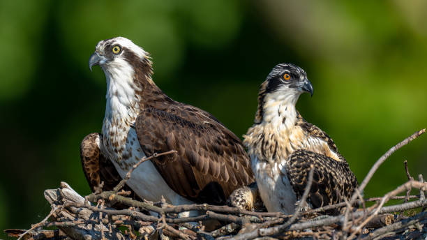 istock Osprey mother and juvenile in nest 1406555417