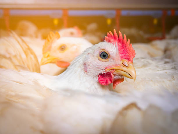 gros plan sur le poulet shite dans une entreprise d’élevage - coquelet photos et images de collection