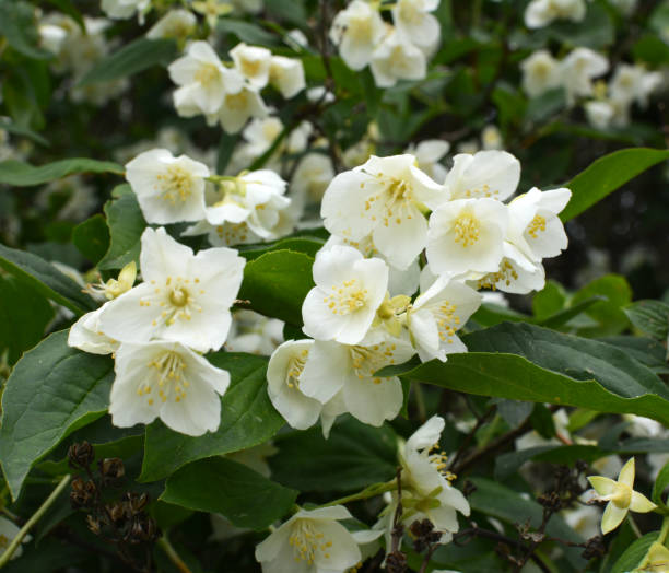 istock Jasmine blooms in the garden 1406555908