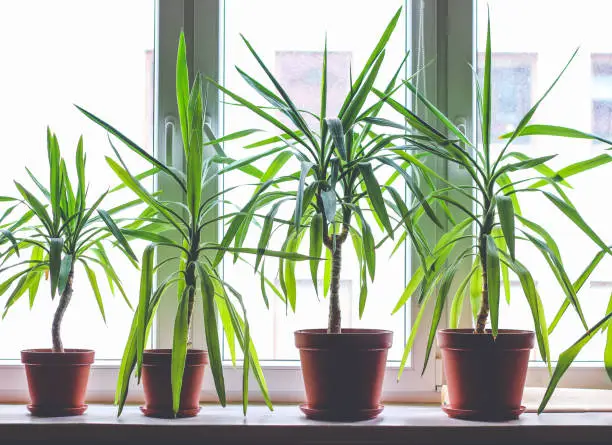 Four dracanea marginata indoor plants in flowerpots on window sill