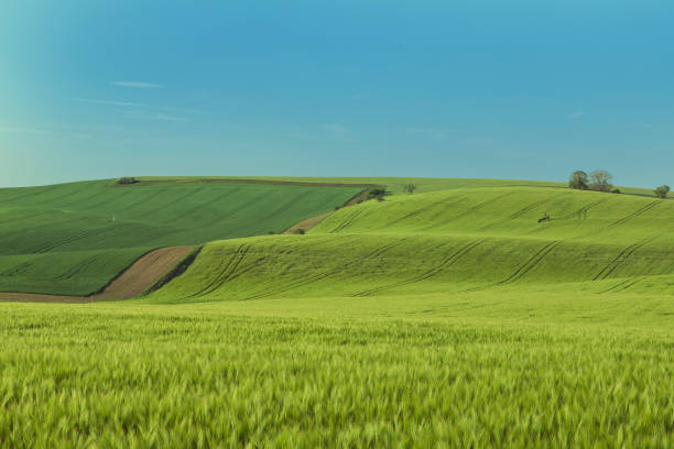 istock Beautiful green field that ripples and the sun shines on them. 1406557060