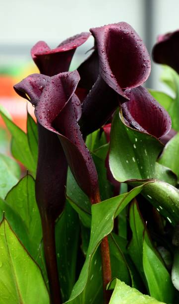 istock Zantedeschia Memories. 1406557397