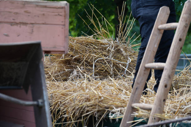 istock grain with old equipment, the grain is separated from the chaff 1406557610
