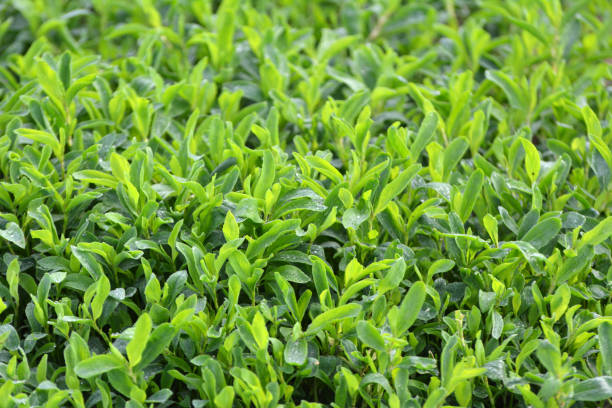 istock In spring, the green grass Polygonum aviculare grows 1406557612
