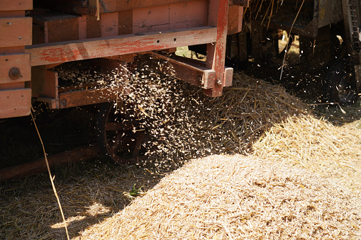 Processing grain with old equipment, the grain is separated from the chaff