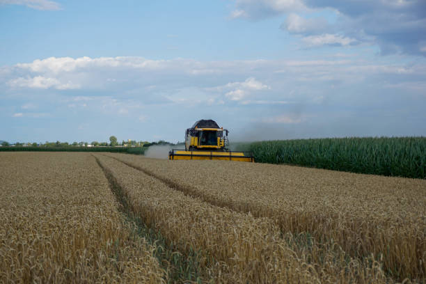grain with old equipment, the grain is separated from the chaff