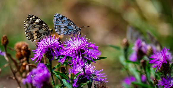 Macro shot of two Western Marbled White butterflies (Melanargia galathea) sitting on the pink blossom of a thistle.