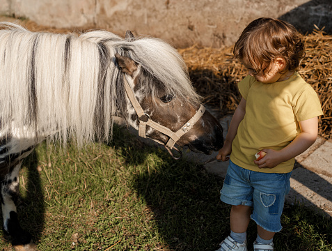 Little girl feeding a pony outdoors