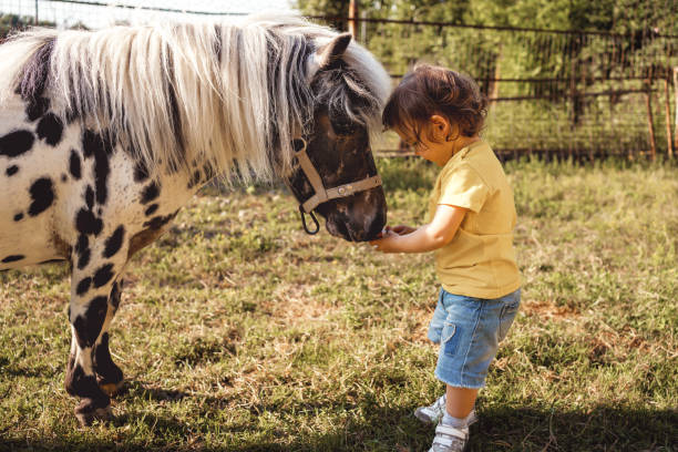 маленькая девочка кормит пони на открытом воздухе - horse child animal feeding стоковые фото и изображения