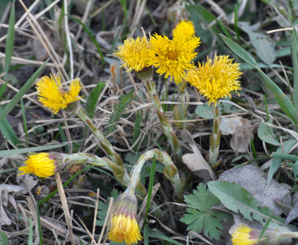 In nature, bloom early spring plant coltsfoot (Tussilago farfara)