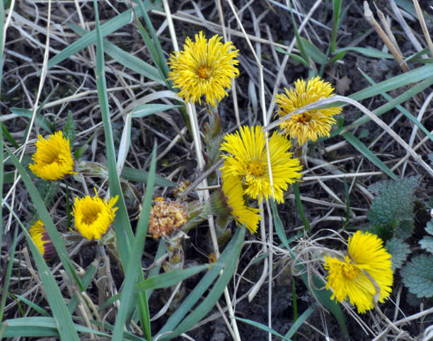 istock In nature, bloom early spring plant coltsfoot (Tussilago farfara) 1406558679