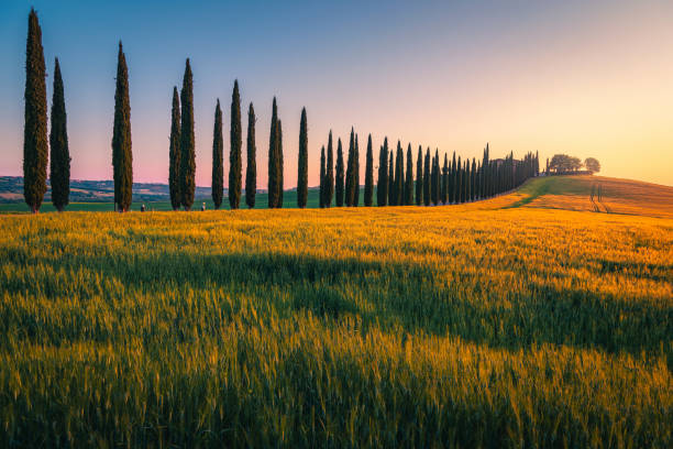 istock Rural road decorated with cypresses row on the grain field 1406559439