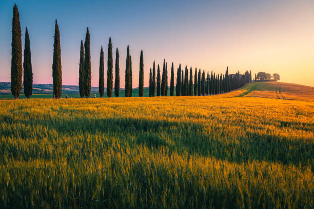 Rural road decorated with cypresses row on the grain field House on the hill and rural road decorated with cypresses trees in row. Wonderful tuscan countryside scenery with grain fields at sunrise, Tuscany, Italy, Europe cypress tree stock pictures, royalty-free photos & images