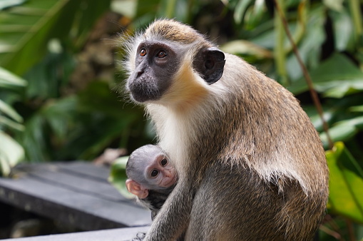 A close up shot of a Barbados Green Monkey holding her baby.