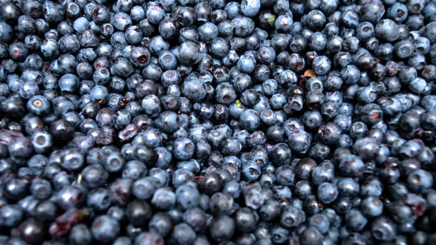 istock Fresh blueberry background. Texture blueberry berries close up. Selective focus. 1406560890