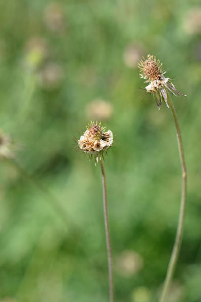 istock Japanese pincushion flower 1406561128