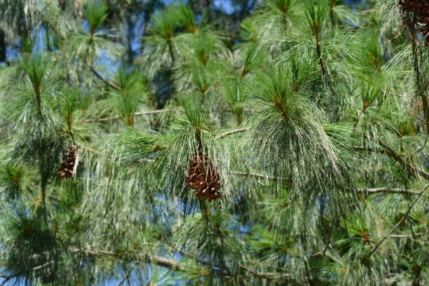 Himalayan pine Himalayan pine branches with pine cones - Latin name - Pinus wallichiana pinus wallichiana stock pictures, royalty-free photos & images