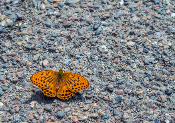 istock Silver-washed fritillary butterfly on a stone path. Close-up 1406561254