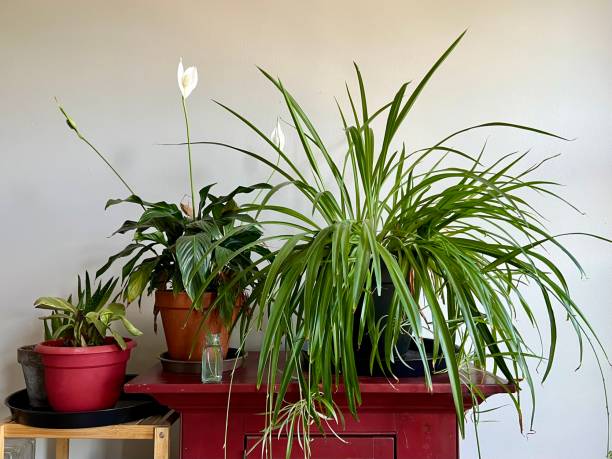 istock Indoor Gardening with Houseplants 1406561291