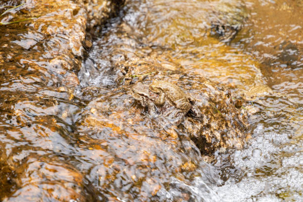 istock Mating frogs in a small lake in the alps in spring time 1406562462