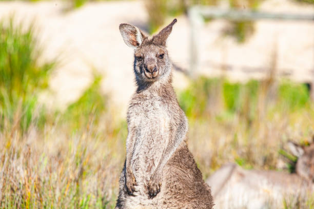 Australian Kangaroo looking puzzled at the camera in an open field on a sunny day
