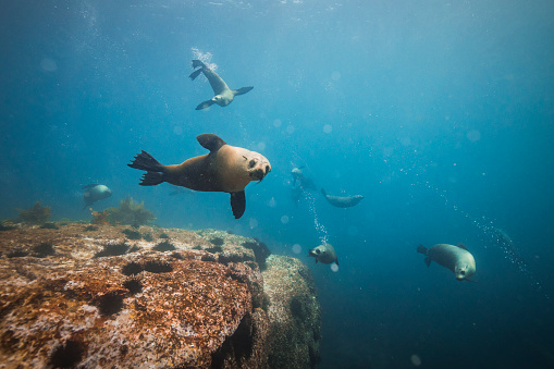 Australian fur seals swimming and playing underwater in clear blue ocean