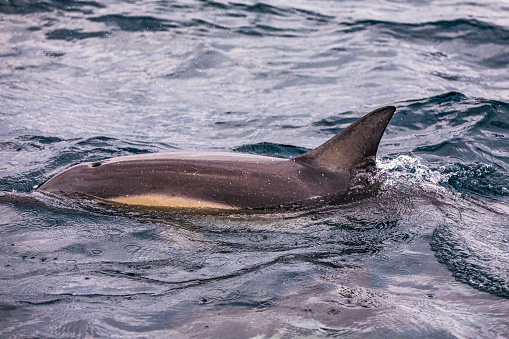 Common dolphin swimming past breaking the surface of the ocean