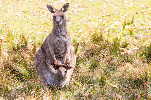 Australian Kangaroo looking at the camera in an open field on a sunny day with a baby joey in her pouch