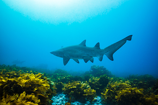 Grey Nurse Shark swimming through ultra marine clear blue water above seaweed