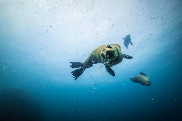 istock Australian fur seals looking at camera while swimming and playing underwater in clear blue ocean 1406562560