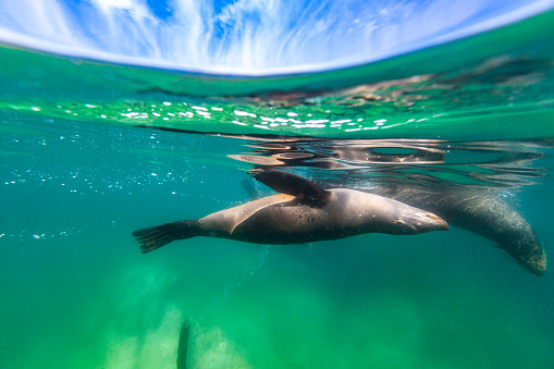 Split image of Australian fur seals swimming and playing underwater in clear blue ocean