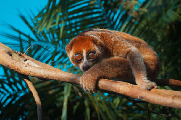 Kukang Sunda slow loris or Lorisidae on a tree branch.