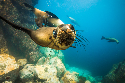 Close up of an australian fur seal pup looking at camera while swimming and playing underwater in clear blue ocean