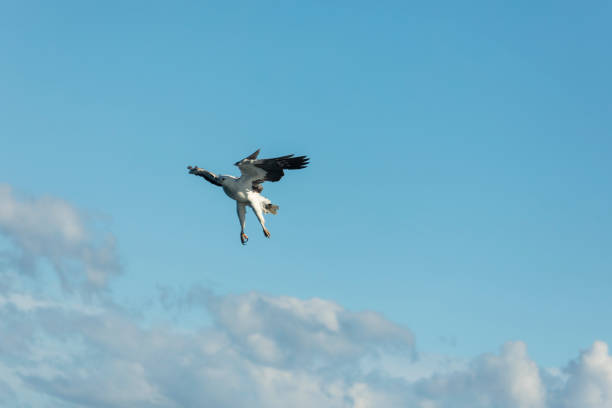 An Australian Sea eagle swooping down to catch a fish from the ocean