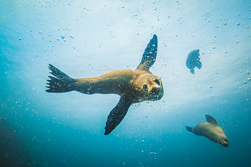 Australian fur seals looking at camera while swimming and playing underwater in clear blue ocean
