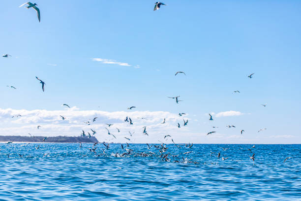 晴れた日に外洋で餌をやる海鳥やカモメの狂気 - sunny day sunlight seagull ストックフォトと画像