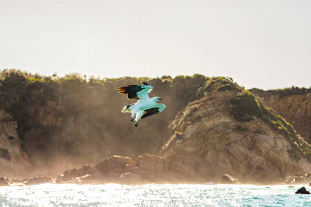 An Australian Sea eagle swooping down to catch a fish from the ocean