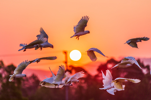 Flock of Australian cockatoos with bright orange setting sun