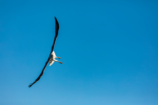 Close up of an Australian Sea eagle wings open flying against a blue sky