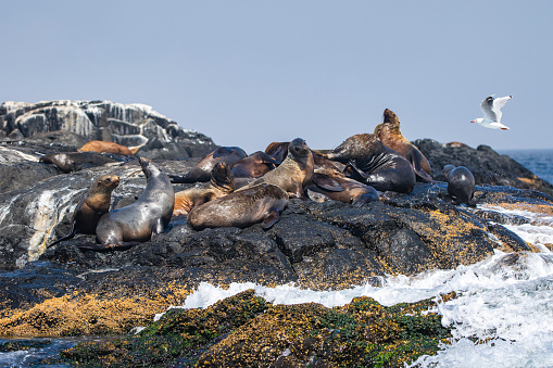 A family of Australian fur seals resting on rock coastline by the ocean