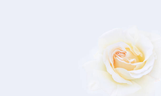 gift card with yellow white rose flower in the corner. - hybrid tea rose imagens e fotografias de stock