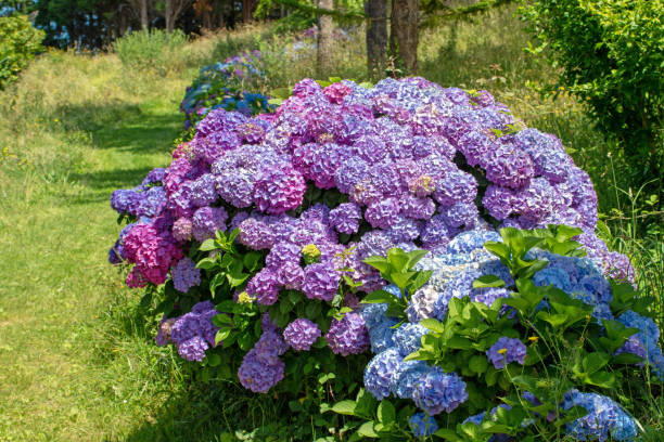 istock Abundant flowering purple hydrangea macrophylla shrub 1406563809