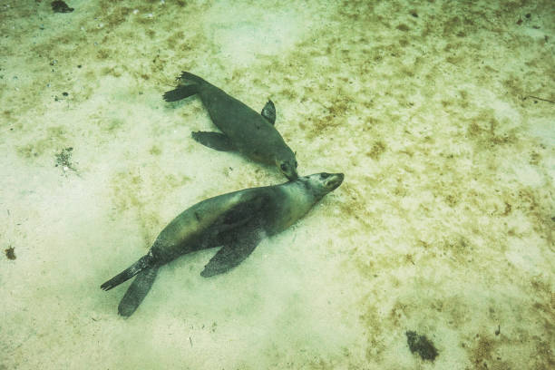 Two Australian fur seals affectionately playing on the sandy ocean floor