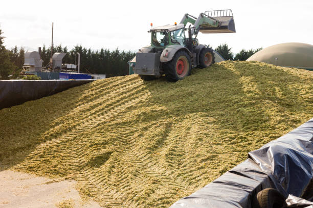 fotografii de stoc, fotografii și imagini scutite de redevențe cu utilaje agricole de pregătire a furajelor - silage