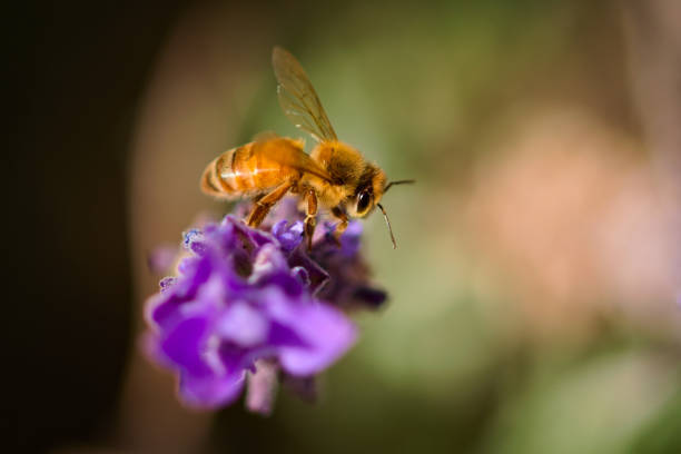 istock Worker honeybee (Apis Mellifera) collecting pollen from a lavender flower. Macro close up. 1406565081