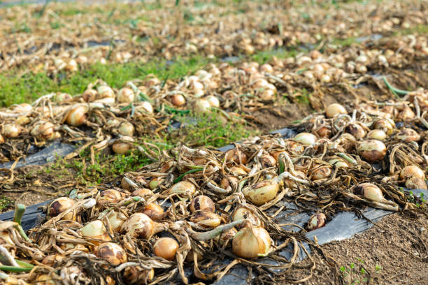 istock Harvested onions drying on black plastic film on plantation 1406565769