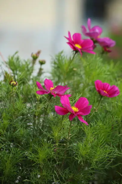 Bright and colorful cosmea flowers on a flower bed on a sunny day. High quality photo