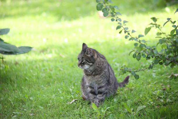 istock A gray sly cat on a green lawn. 1406568634